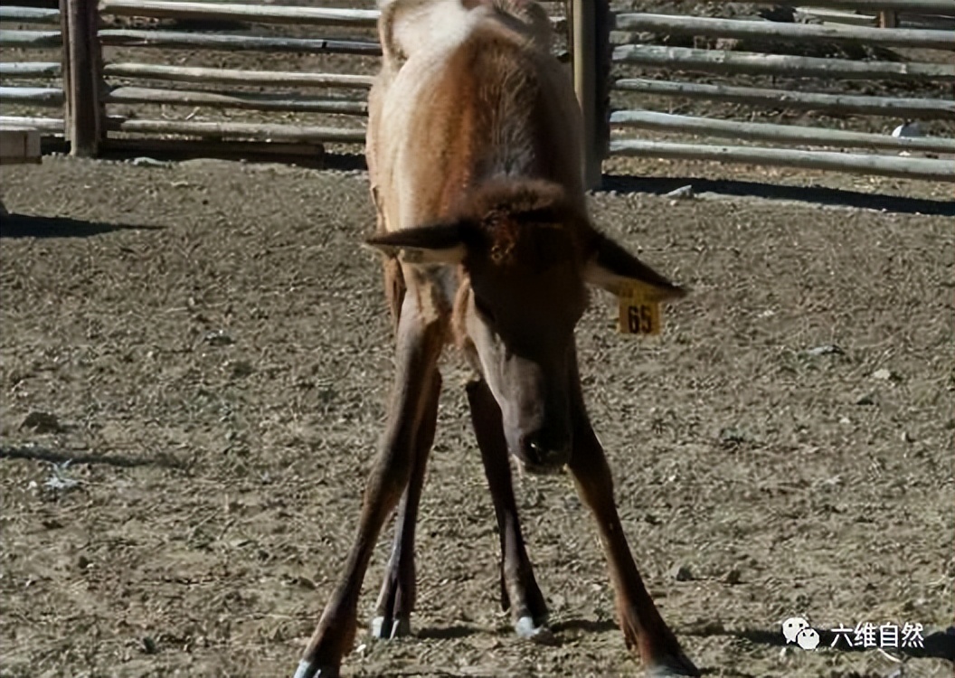 英国出现“僵尸”鸽子,英国出现僵尸鸽子人类会感染吗