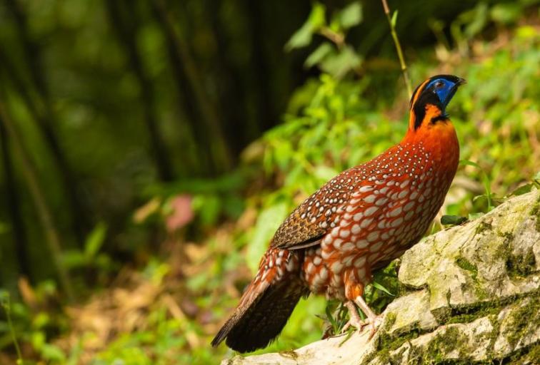 十大最危险的鸟类雪鸮天鹅,濒临灭绝的鸟类图片及名称