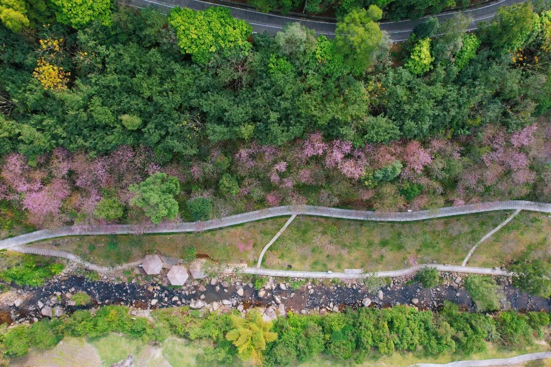 厦门十大最美花海,盘点厦门最美花海的地方