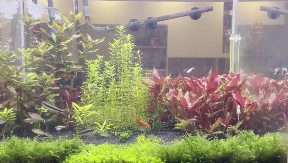 30缸天空之城鱼缸造景,20厘米鱼缸原生缸造景