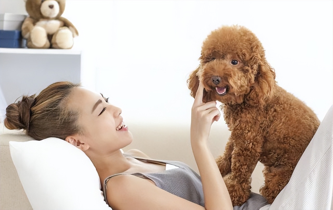 泰迪的各种行为表示什么意思,泰迪摸头有什么说法