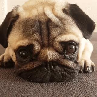 巴哥犬经常呕吐是怎么回事,巴哥犬剧烈运动后呕吐正常吗