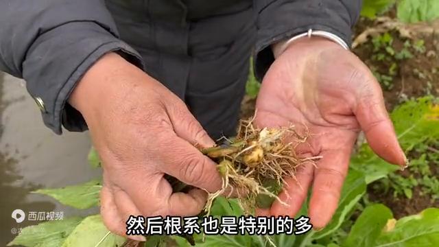 有白头发不用愁,有白头发的不要发愁