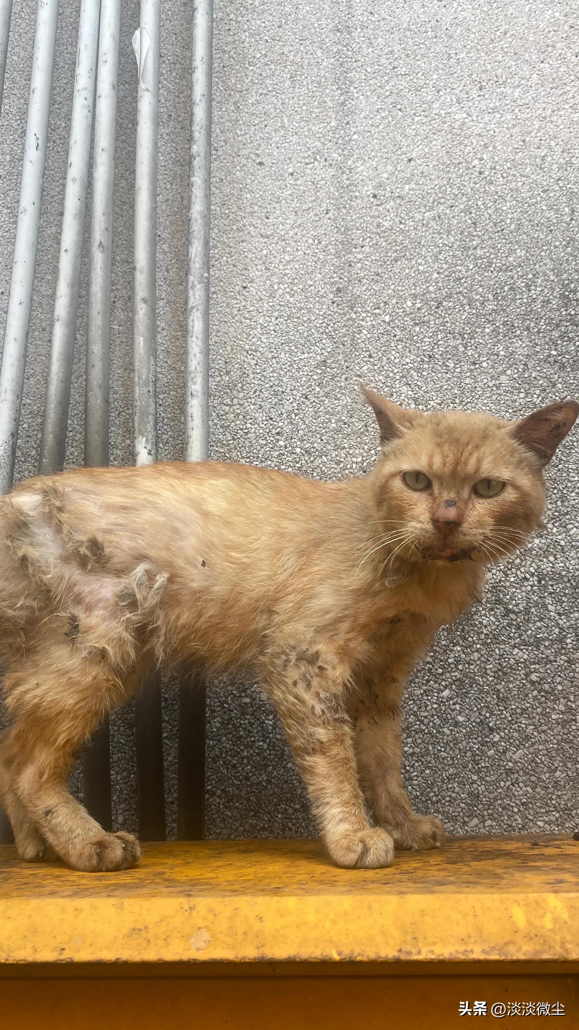 坚强的口炎猫，可我没办法拯救你！