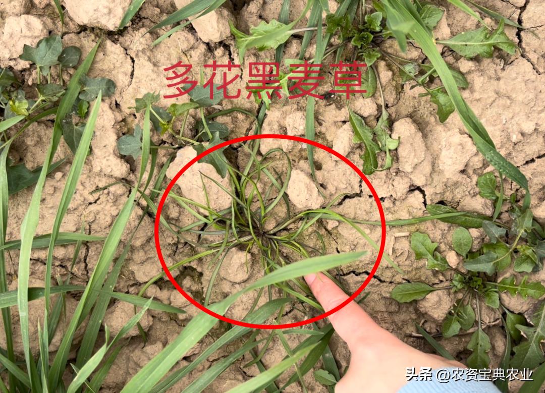 多花黑麦草的危害,难防又难治的多花黑麦草
