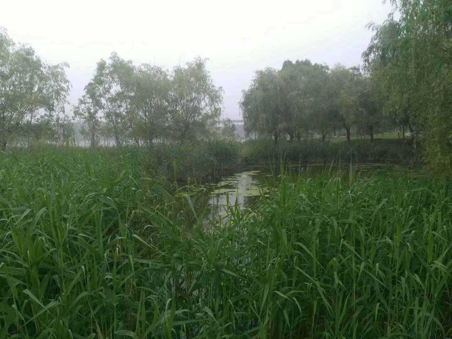 你对秦腔戏曲有什么新的认识,秦腔语言鉴赏札记