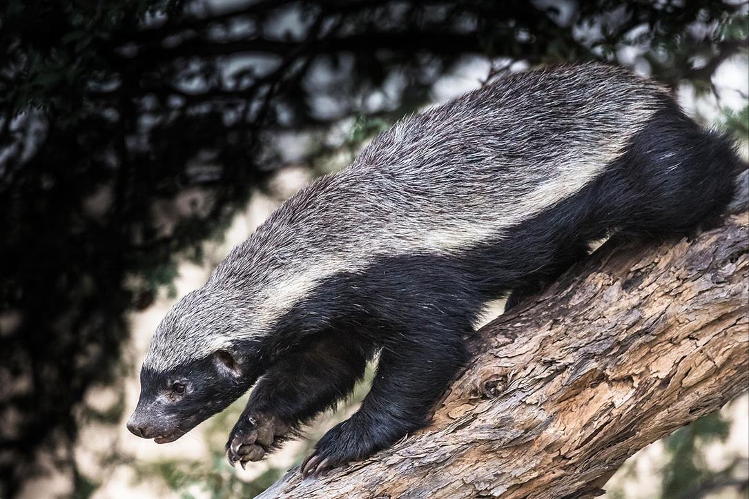 蛇最怕什么农村怎么防蛇,蛇最怕什么东西驱赶