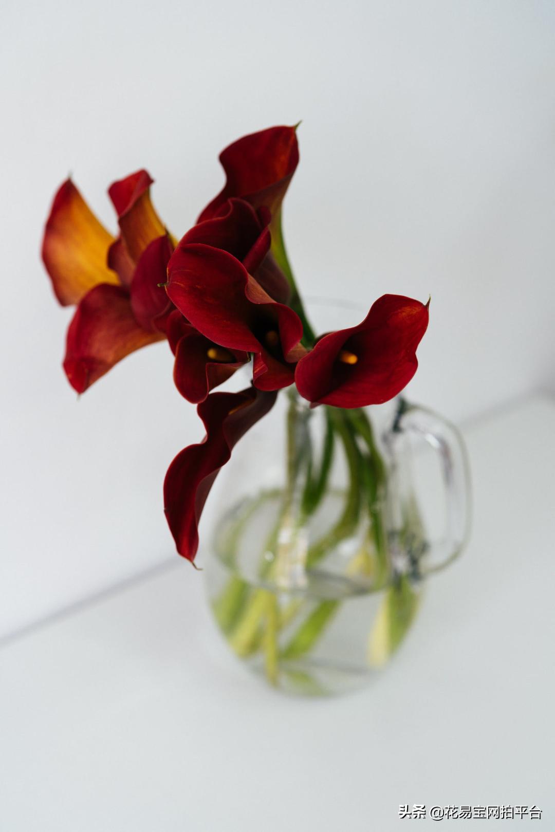 含花拍照中毒,夹竹桃的花中毒会怎样