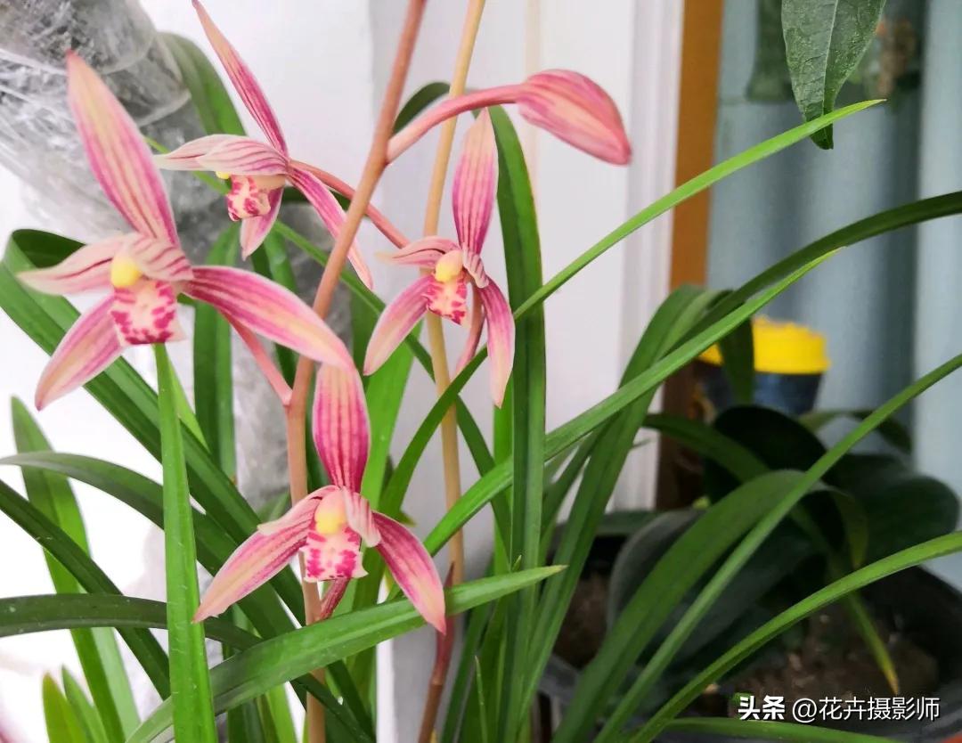 兰花“热议2023”：此兰成为热门选手，却因名字错失人生巅峰