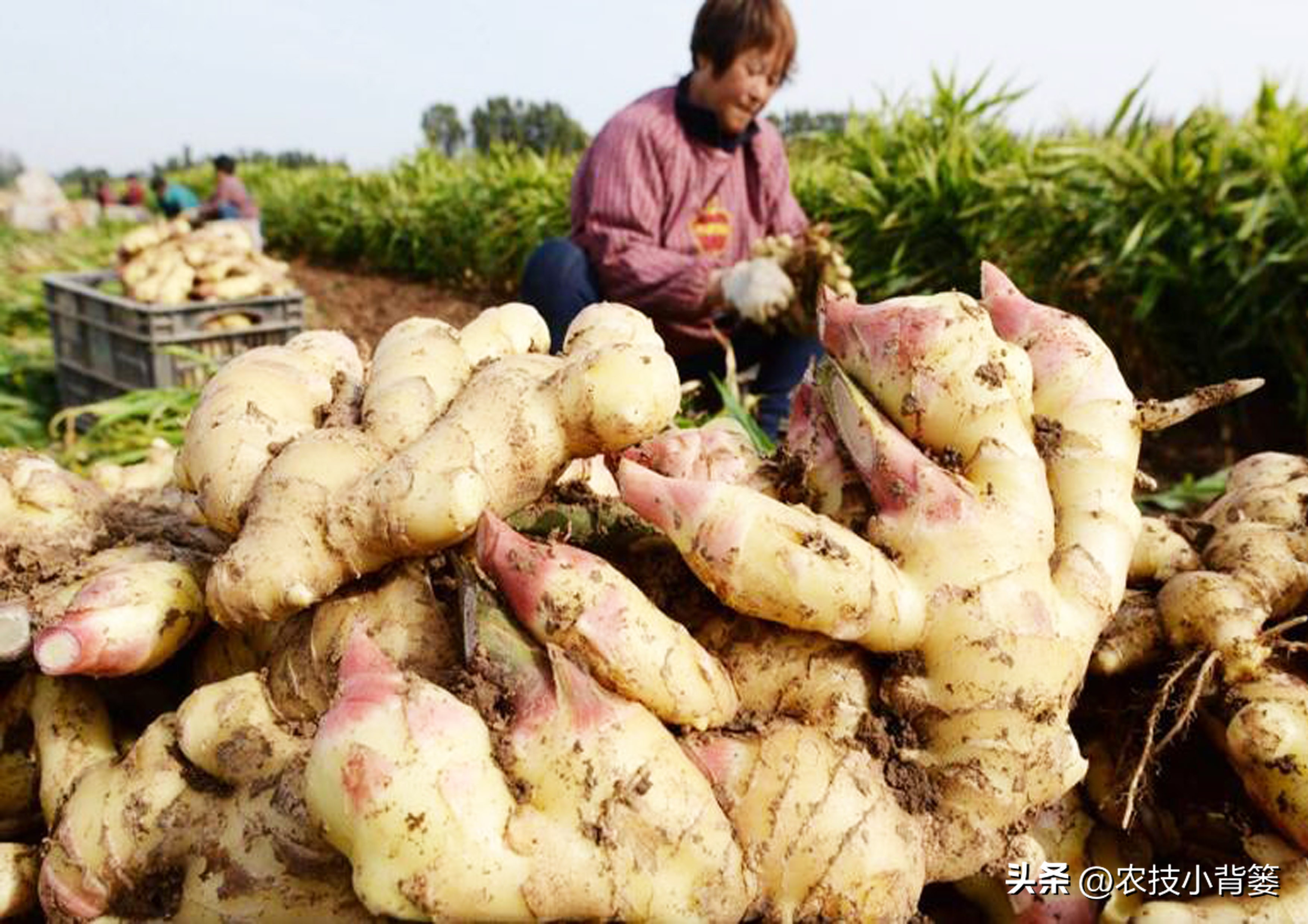 生姜高培土,生姜培土每次培多深