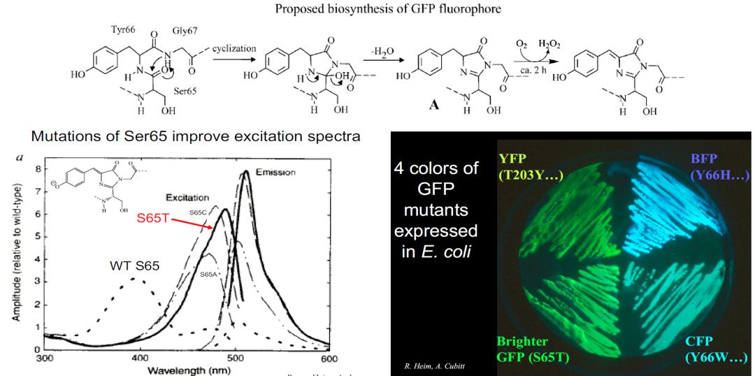 无路难开路更难原版,绿色荧光蛋白的发现史