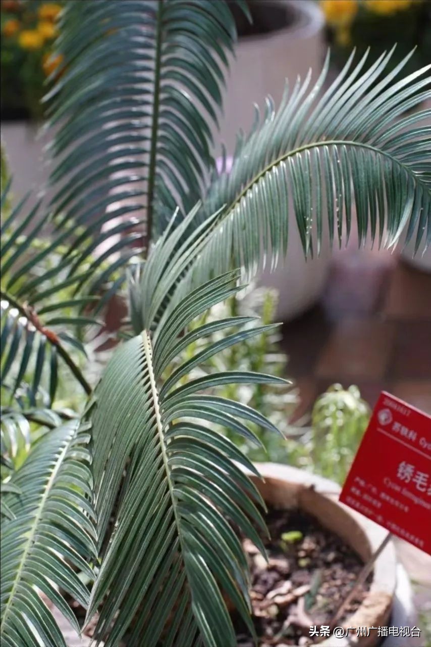 2023年全国兰花展预告,世界上最好看的兰花展