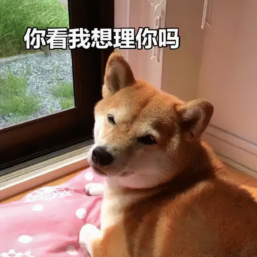 日本国宝是朱鹮还是秋田犬,美系秋田犬与日本秋田犬优缺点