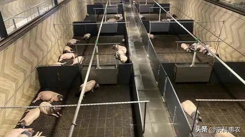 智能化养殖包括什么,智能化养殖的优点和缺点