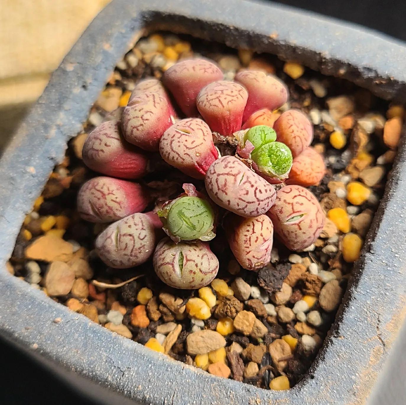 肉锥蜕皮要断水吗,肉锥什么时候蜕皮