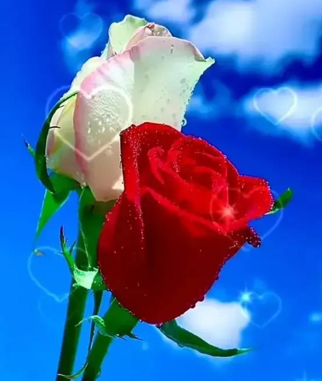 我，愿意用一颗最初的心，守一份纯真的情，爱你到永恒