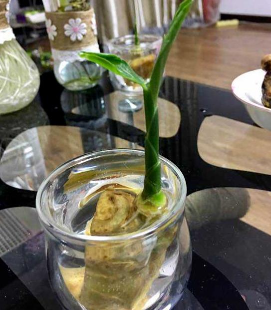 盆栽生姜什么时间种植怎样管理,生姜盆栽的种植方法时间