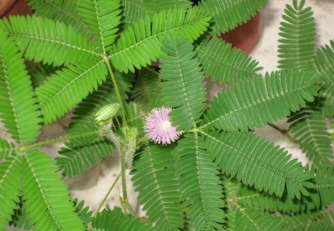 赏花旅游种什么花,春季去公园踏青上百种花让人眼花