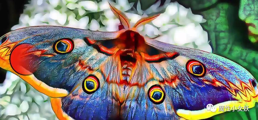 非常好吃的皮皮虾你们吃过吗,超大的皮皮虾带给大家认识一下