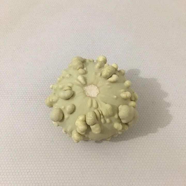 葫芦案真实案件,葫芦案事件始末