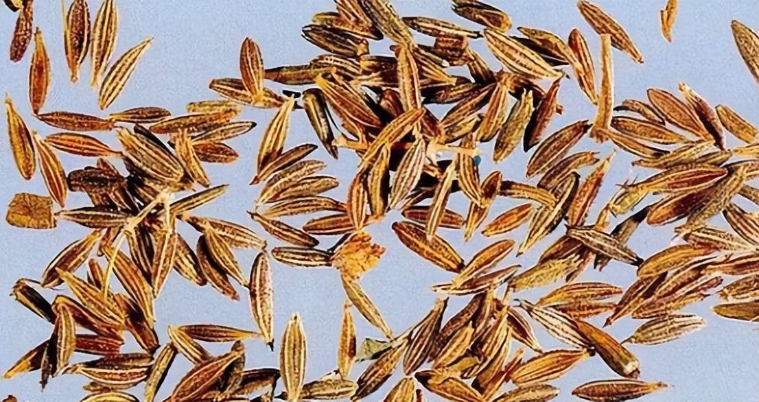 带你识别中草药,带你识别仙鹤草