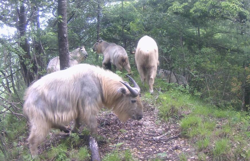 四川唐家河发现大量“六不像”觅食，没有天敌，林中称王称霸