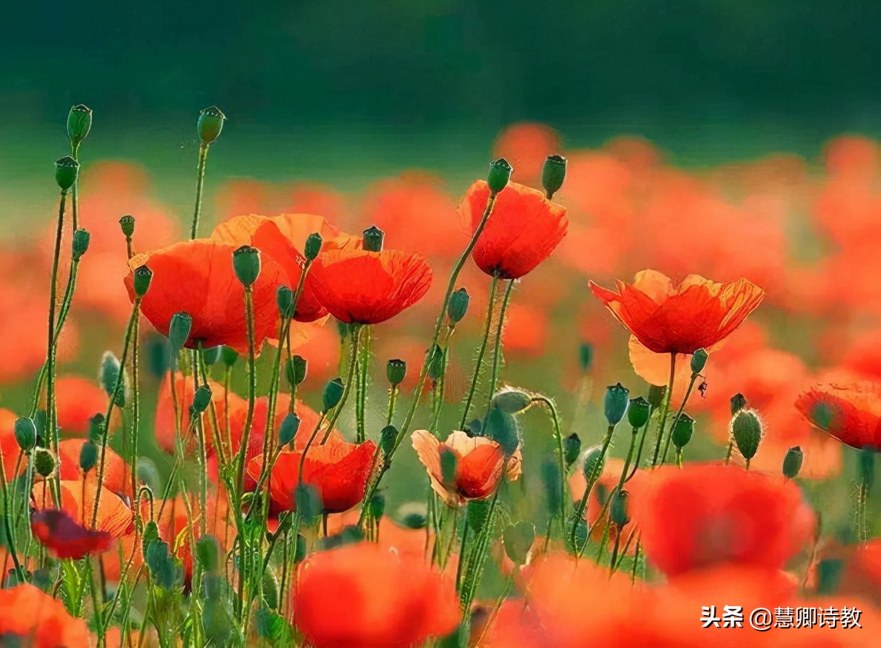 让真情自然流露500字六年级2022,六年级习作3让真情自然流露