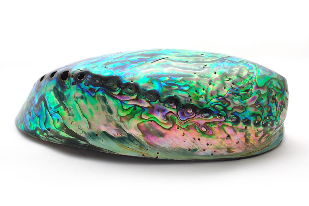 新西兰海鲜一览表,世界海鲜图片