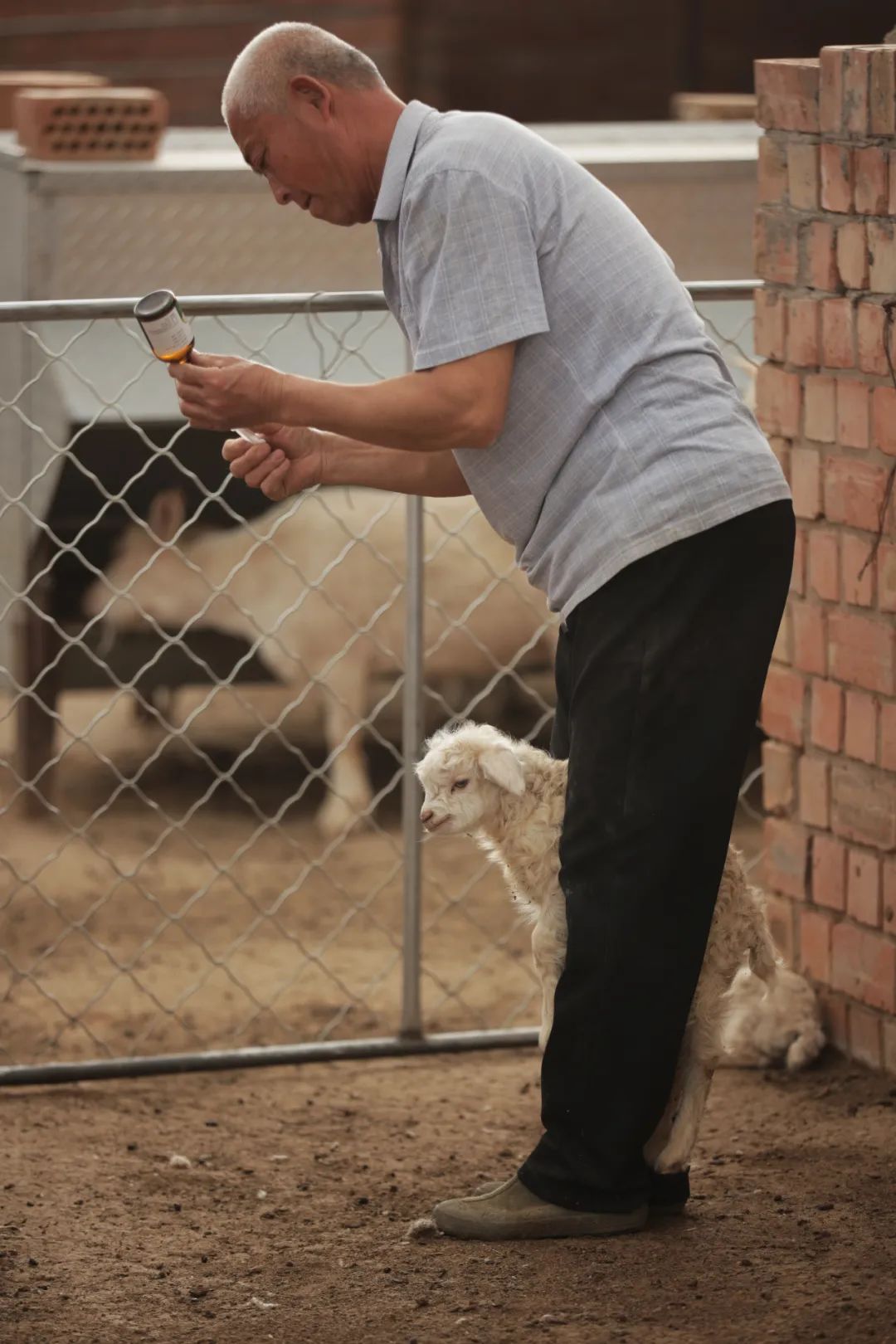 盐池滩羊清炖羊肉做法,苏尼特羊肉和盐池滩羊