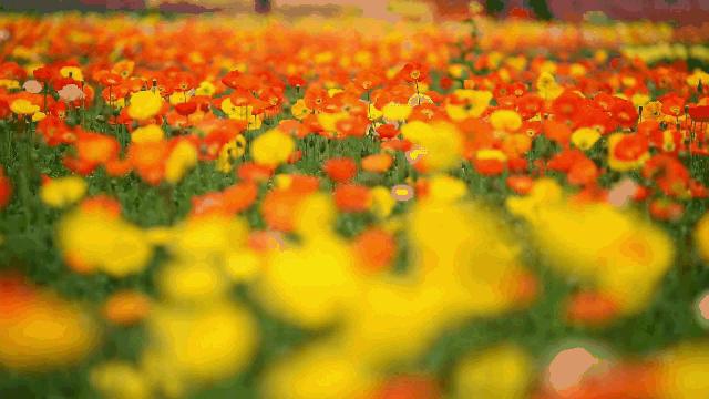 郁金香主题公园稻草人,2022年郁金香花海贵州