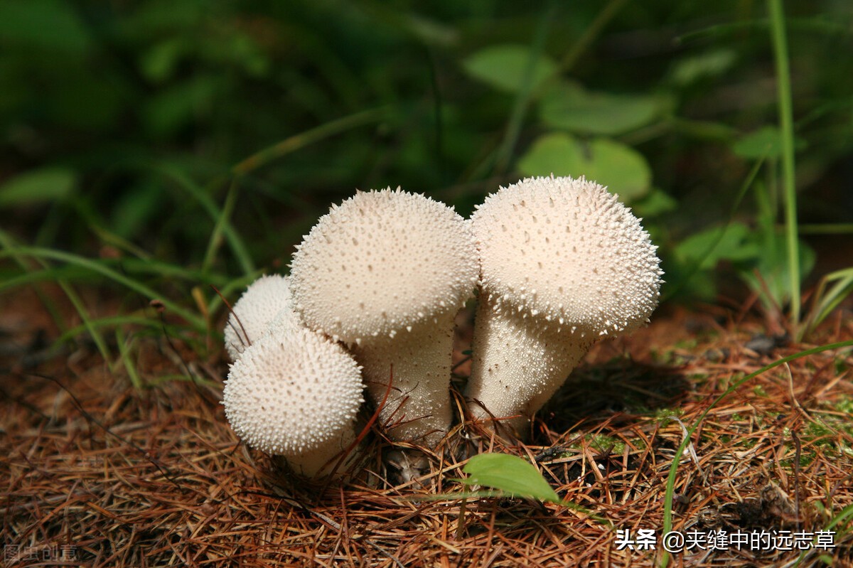 散结能手一味药泡水喝散各种结节,一个方子缓解结节息肉