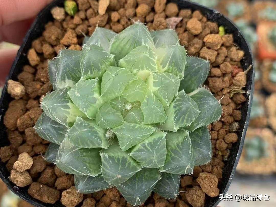 多肉植物十二卷是哪些,多肉植物十二卷名字的由来