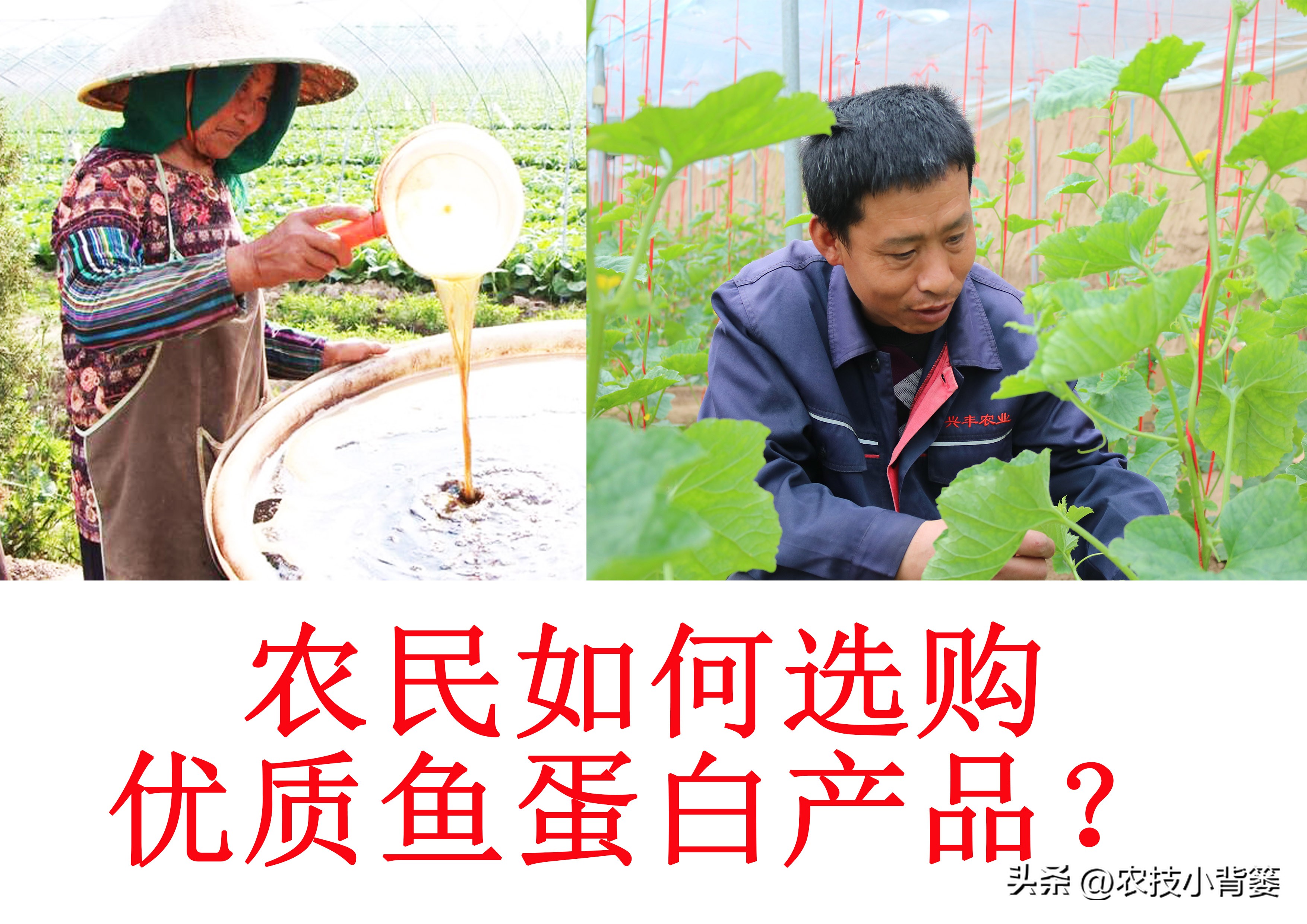 颜色不同的蛋白,各种规格鱼蛋白