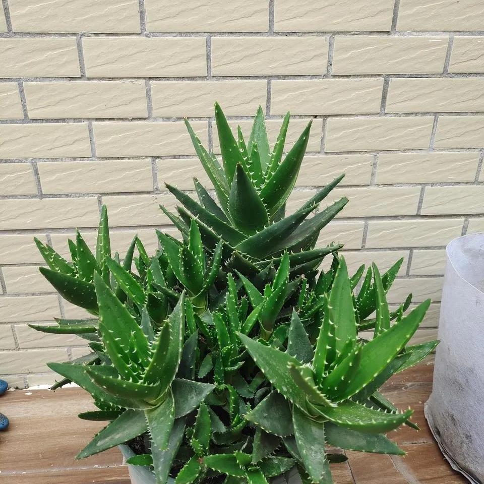 装修完房子养什么花可以去除甲醛,新房什么花吸甲醛最好最快