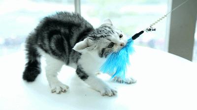 猫的灵性在于观察天地万物,什么颜色的猫最有灵性