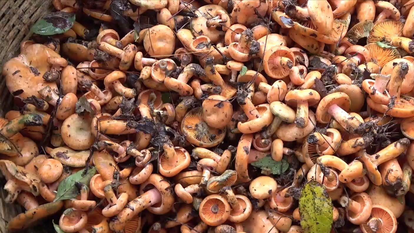 上山采枞树菌价格,贵州野生枞树菌今天价格