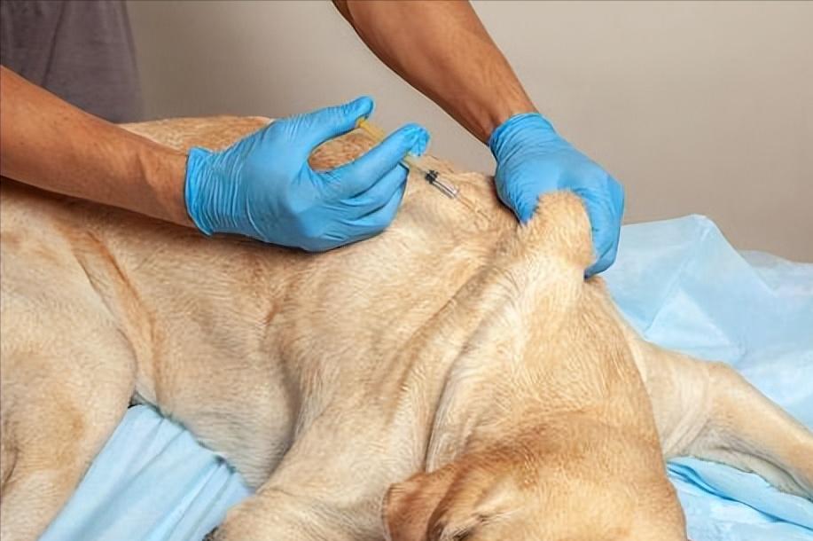 猫得了狂犬病一定会表现出症状吗,狂犬病初期症状一般在被咬几天后