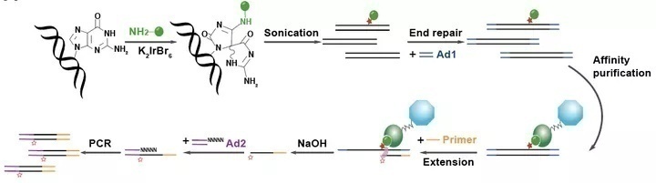 复旦上医,复旦上医最新排名