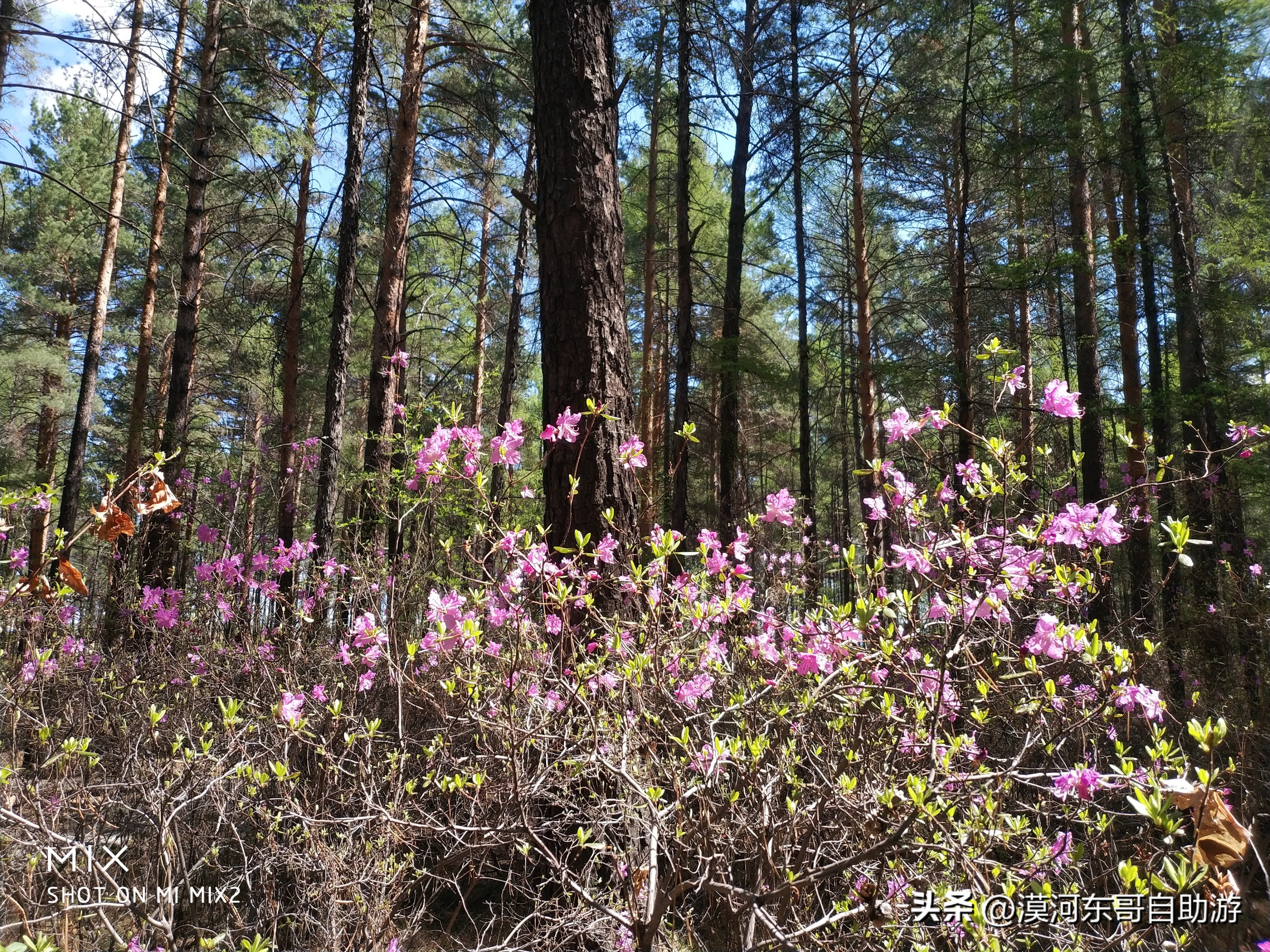 带你去看杜鹃花完整版,漠河旅游攻略一览表