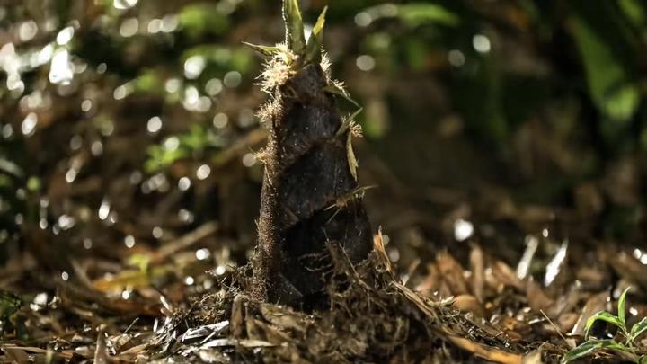 大熊猫爱吃的竹子是什么植物,大熊猫爱吃的竹子是毛竹吗