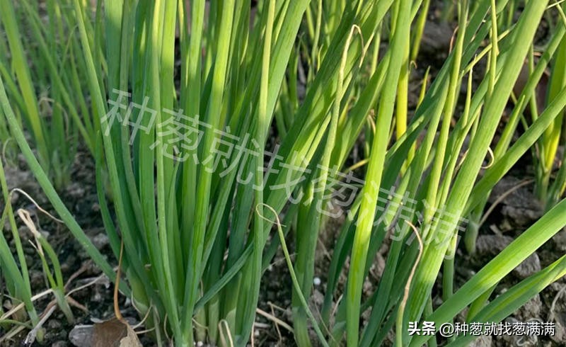 大葱育苗种植技术视频,大葱种子用双膜育苗好吗