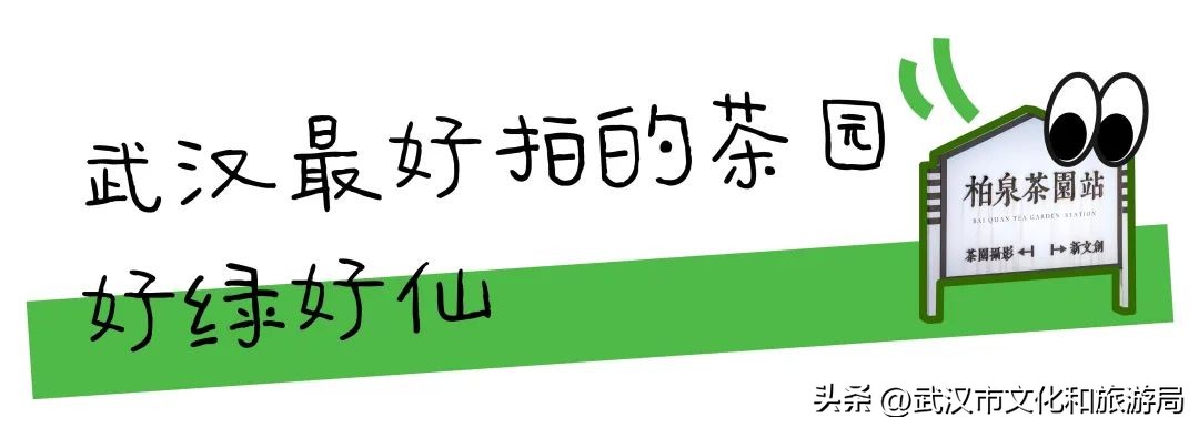 万亩野生古茶园,武汉野生森林