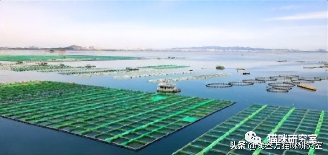 智利贻贝与新西兰青口贝,专门忽悠男人的智商税产品