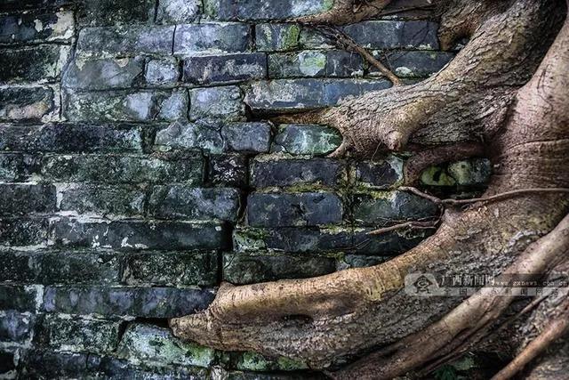 铲除墙壁上长出来的榕树方法,榕树长在墙壁上了怎么办