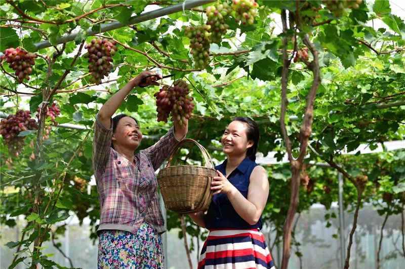 四川雅安糖心苹果自然采摘,雅安苹果采摘