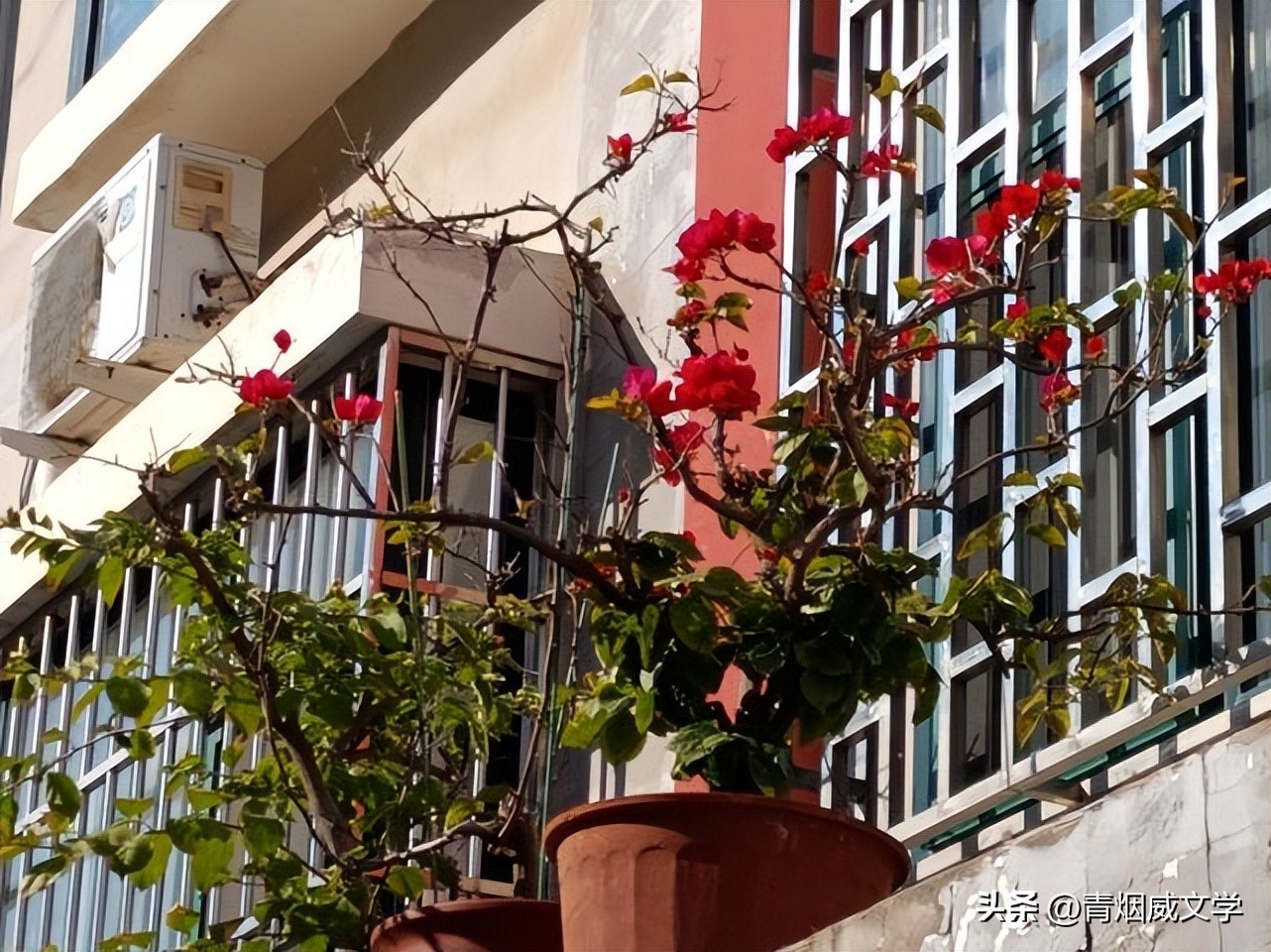 暮年感怀七律10首,七律32首精选夏夜