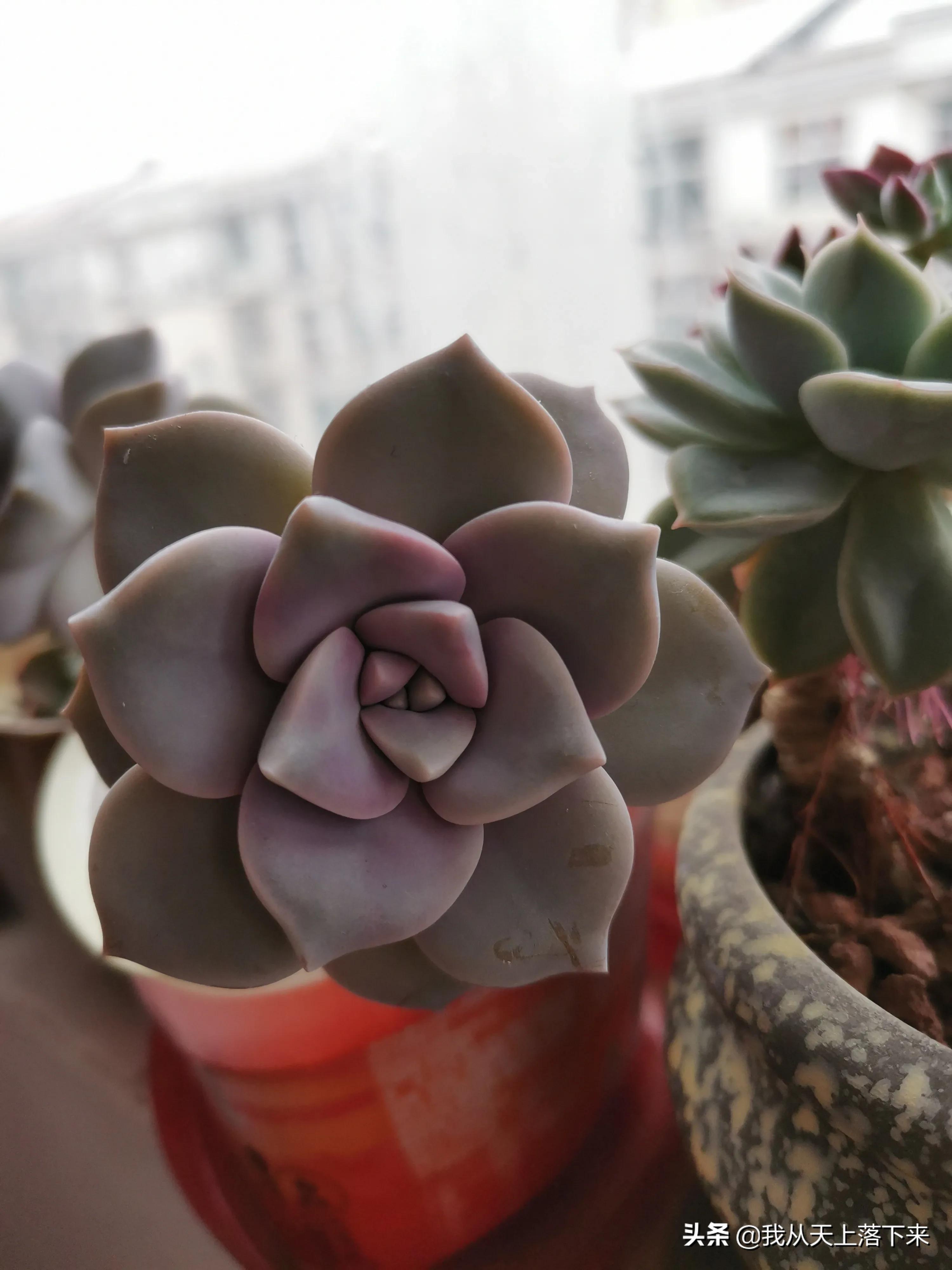 多肉品种及图片大全欣赏,多肉品种辨别图片大全欣赏