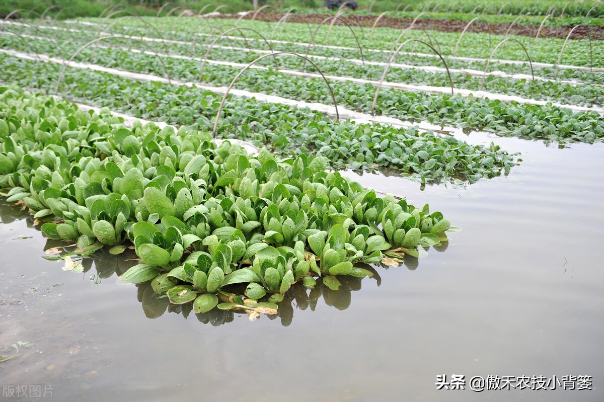 农作物下雨怎么补救,暴雨导致农业被淹的原因