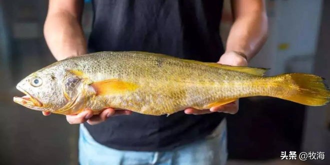 小黄鱼:专家研究70多年,中国受益最大,如今为何陷入危机?