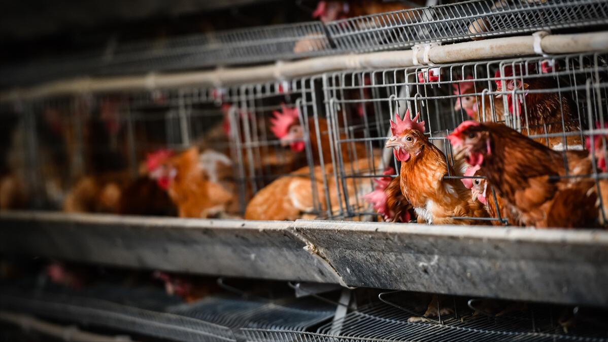 为什么返乡创业都选择养鸡,90后返乡创业养鸡